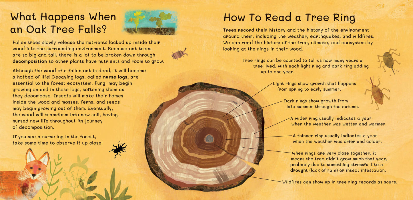 Barefoot Books - Thank You, Old Oak: Hardcover